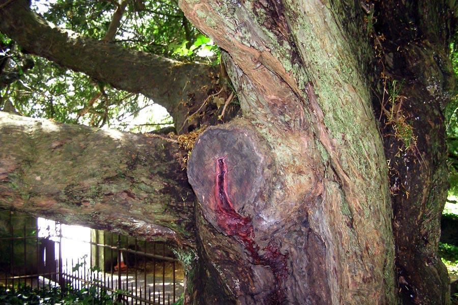 The Bleeding Yew